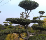 造型景觀樹