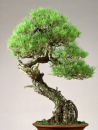 盆景工藝欣賞