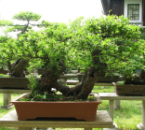 盆景工藝欣賞