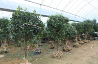 平仄苗木基地