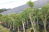 平仄苗木基地