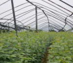 漳平市大華百畝花卉園 
