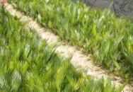 漳平市大華百畝花卉園 