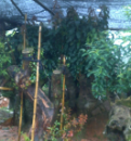 漳平市大華百畝花卉園 