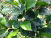 漳州輝煌花木