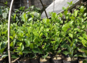 漳州輝煌花木