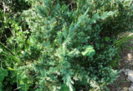 漳州輝煌花木