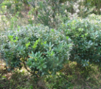 四川幸福林苗木 