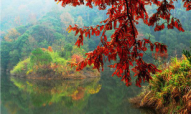 千島湖紅葉灣