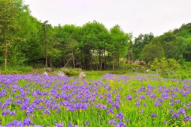 四川綿陽藥王谷景