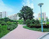 佛山玫瑰園