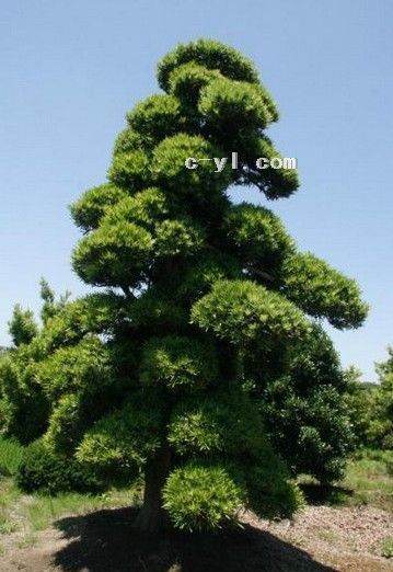 四川幸福林苗木